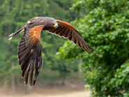 Wildpark Schwarze Berge 