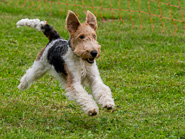 Hunderennen 
