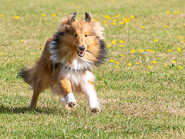 Hunderennen OD 26
