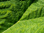 Planten & Blomen