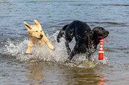 Hundeschwimmen