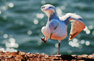 Vögel