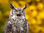 Wildpark Lüneburger Heide