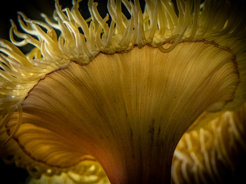 Aquarium Saint Malo