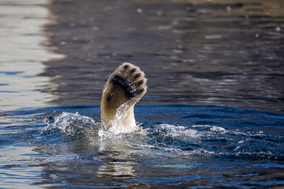 Zoo Kopenhagen