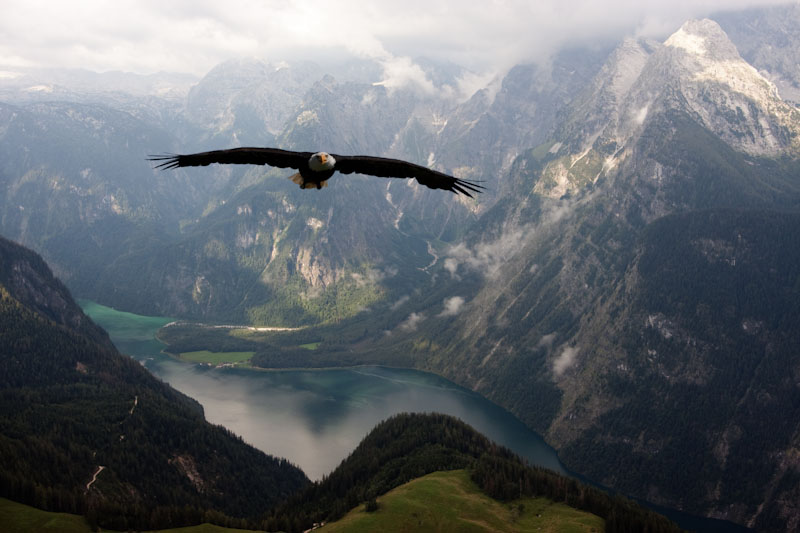 Adler